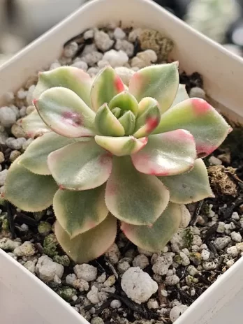 E. Letizia Variegata – com raiz