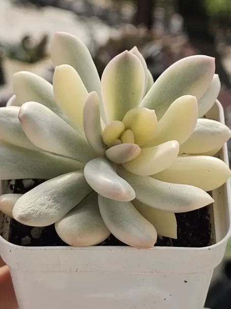 G. Torres Aurea Variegata - com raiz
