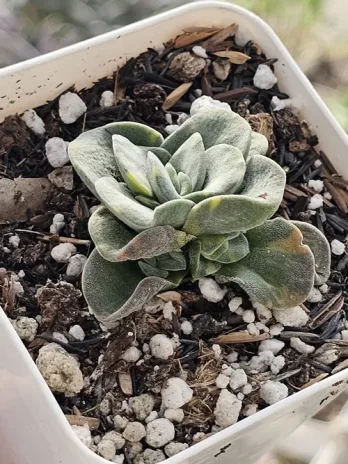 Crassula Sp Variegata – com raiz