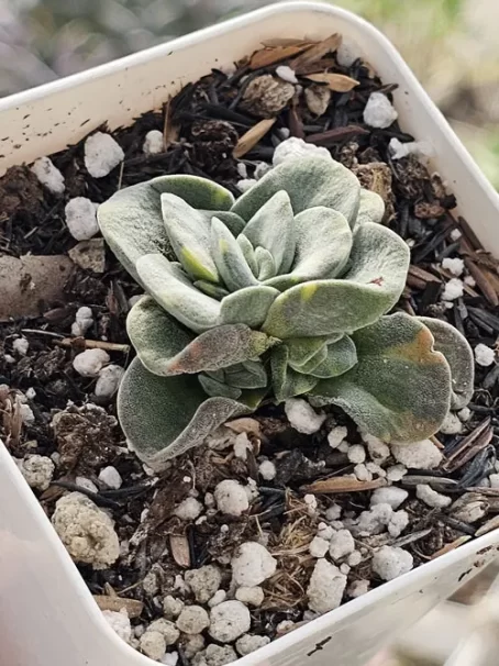 Crassula Sp Variegata - com raiz