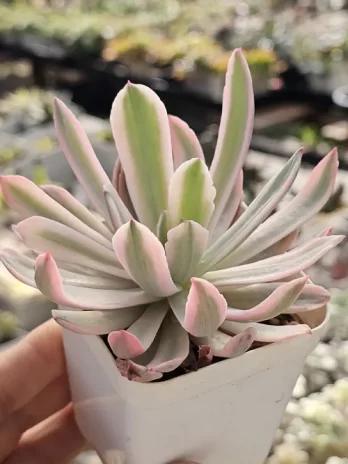 E. Hoveyi Variegata – com raiz