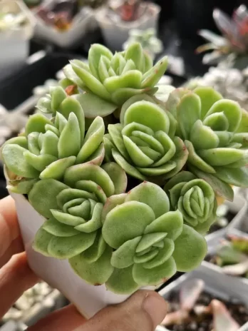 E. Ice Rose Variegata – com raiz