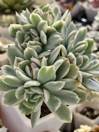 E. Luella Variegata – com raiz