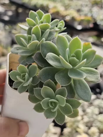 E. Pink Vera Variegata – com raiz