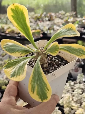 E. Poisson Variegata – com raiz