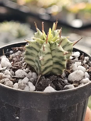 E. Meloformis Variegata – com raiz