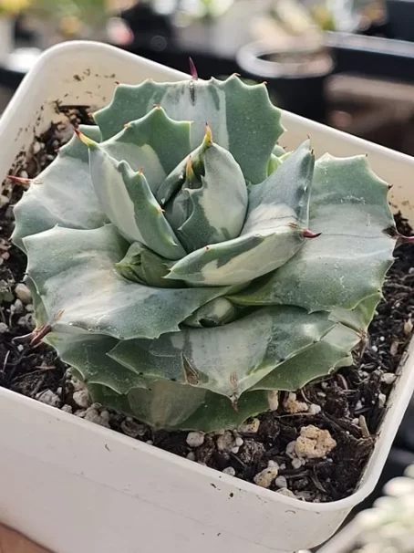 A. Shoji-Raijin White  Variegata - com raiz