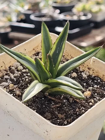 A. Reginae Gold Variegata – com raiz