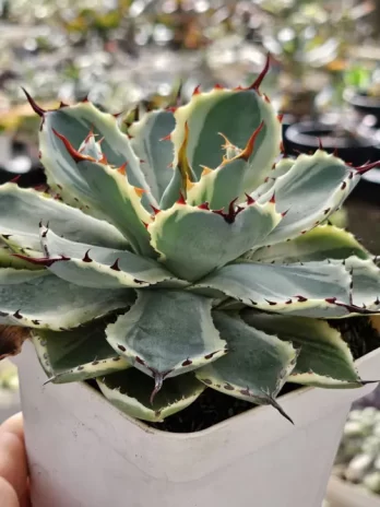 A. Kissho Kan Variegata – com raiz