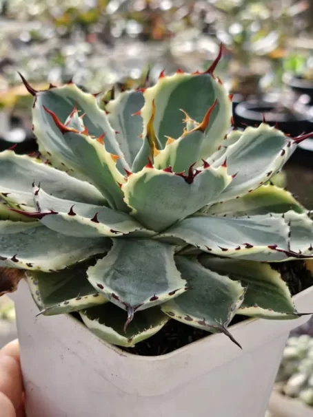 A. Kissho Kan Variegata - com raiz