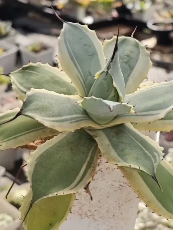 A. Blue Winds Variegata – com raiz