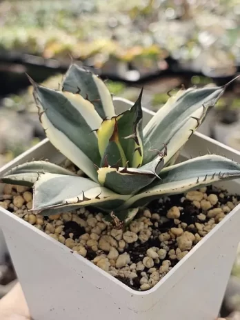 A. Titanota Snaggletooth Variegata – com raiz