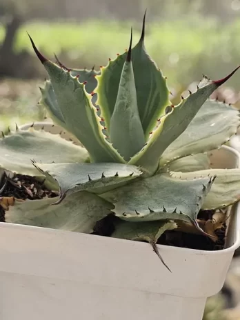 A. Tradwids Variegata – com raiz