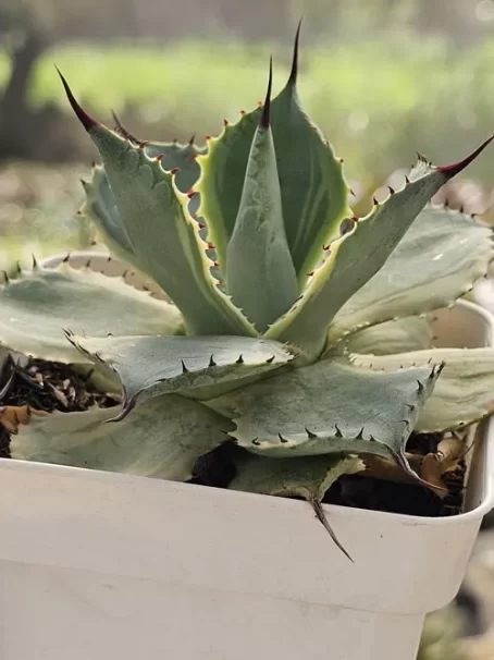 A. Tradwids Variegata - com raiz