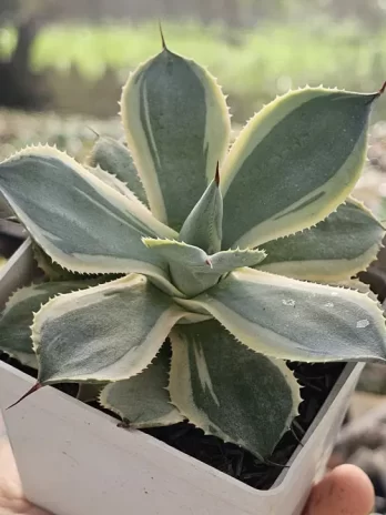A. Snowfall Variegata – com raiz