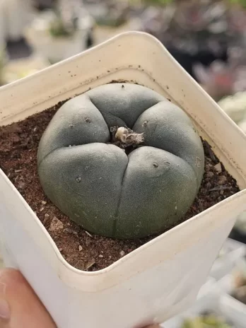 Peyote Texana – com raiz