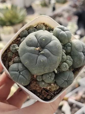 Peyote Caespitosa – com raiz