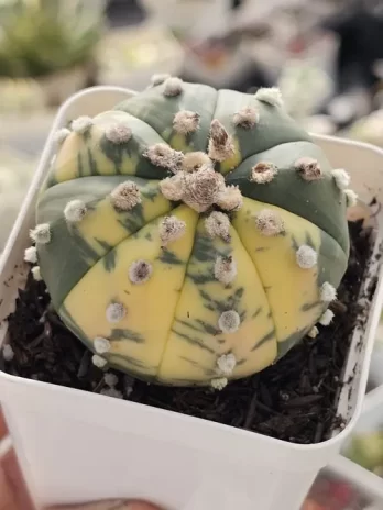 Astrophytum Asteria  Variegata – com raiz