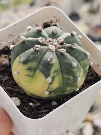 Astrophytum Asteria  Variegata – com raiz