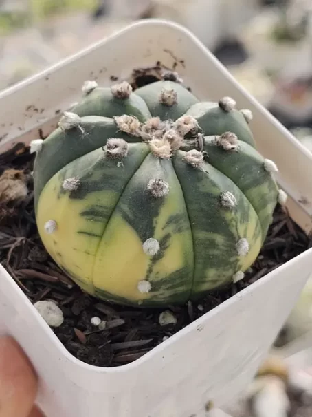 Astrophytum Asteria  Variegata - com raiz