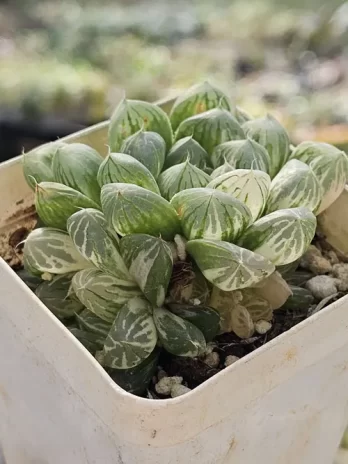 H. Su Zhou Variegata – com raiz
