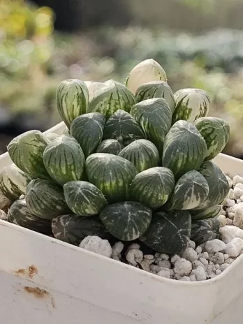 H. Plastic Leather Variegata – com raiz