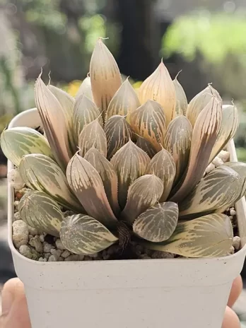 H. Rouge Variegata – com raiz