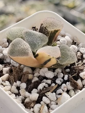 H. Ice Drill Variegata – com raiz