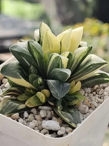 H. Jishou Variegata – com raiz