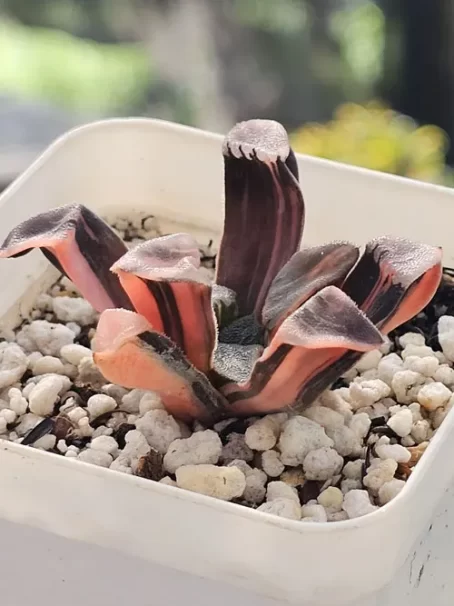 H. Circuit Board Variegata - com raiz