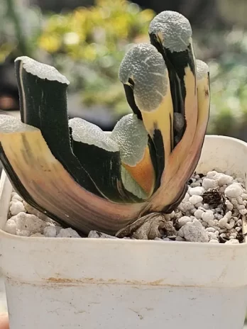 H. Oonawa Variegata – com raiz