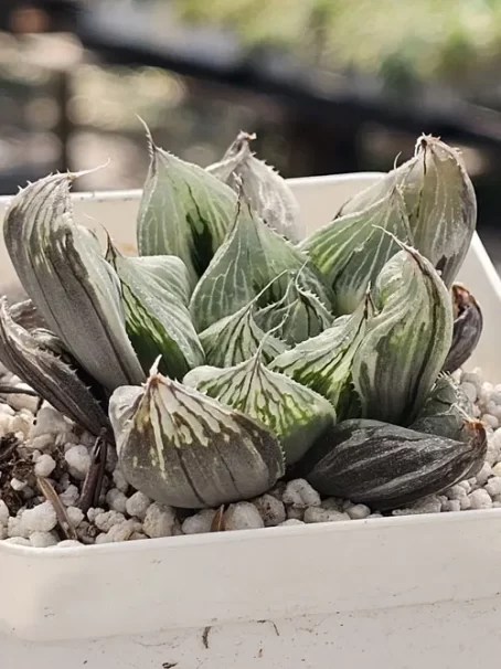 H. 609 Variegata - com raiz