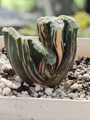 H. Araiso Variegata – com raiz