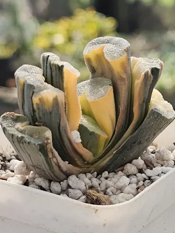 H. Rope Variegata – com raiz