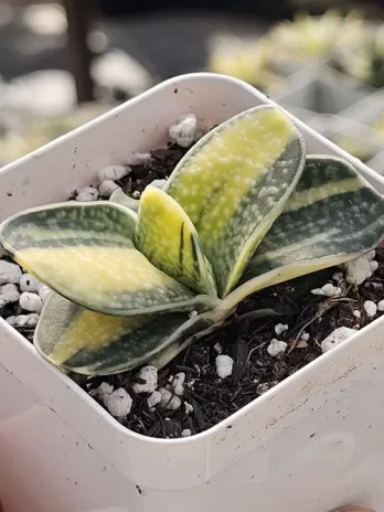 G. Gracilis Variegata – com raiz