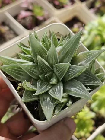 H. Grey Ghost Variegata – com raiz