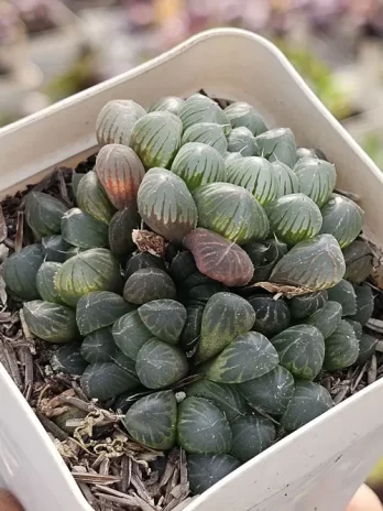 H. Coopere Truncata – com raiz