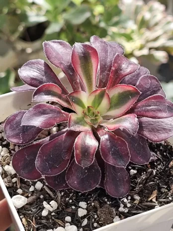 A. Channel Variegata – com raiz