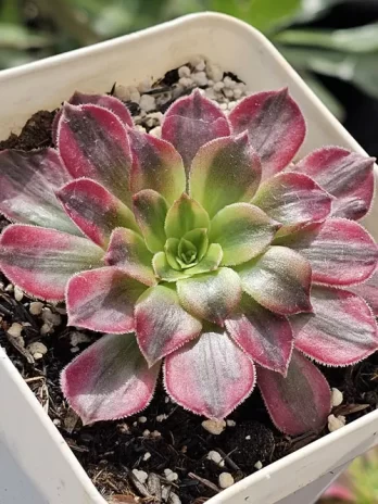 A. Anna Variegata – com raiz