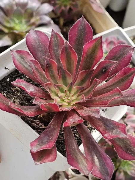 A. Black Peony Variegata - com raiz