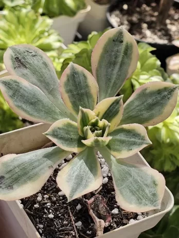 A. Sun Burst Variegata – com raiz