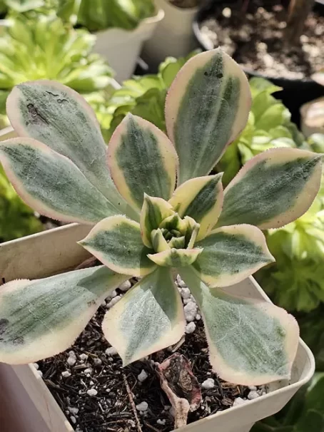 A. Sun Burst Variegata - com raiz
