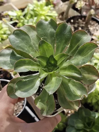 A. Red Edge Variegata – com raiz