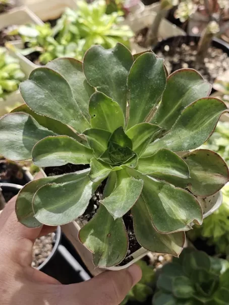 A. Red Edge Variegata - com raiz