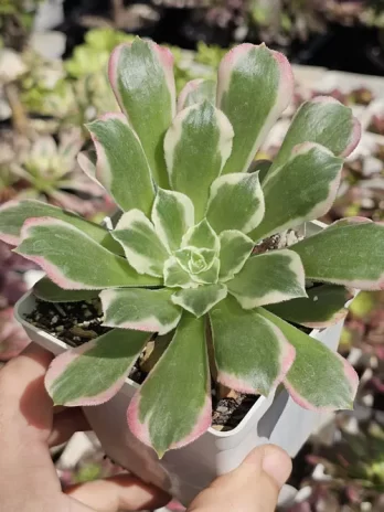 A. Green Witch Variegata – com raiz