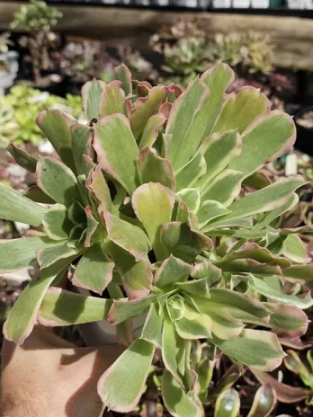 A. Green Witch Colonia Variegata – com raiz