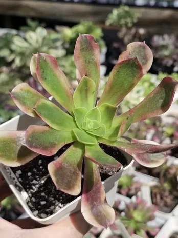 A. Super Bang Variegata – com raiz