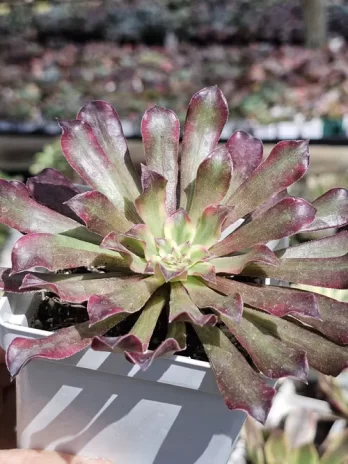 A. Snow Girl Variegata – com raiz