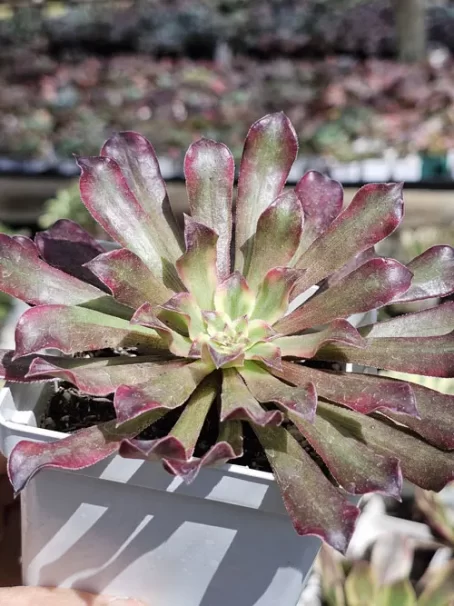 A. Snow Girl Variegata - com raiz