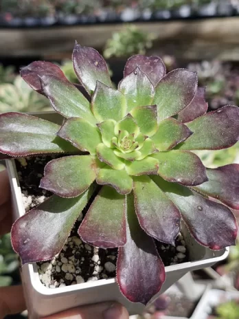 A. Moya Variegata – com raiz